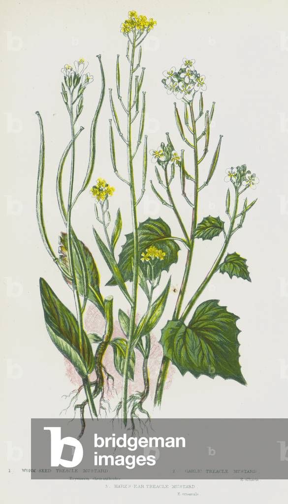 Flowering Plants of Great Britain: Worm-Seed Treacle Mustard, Garlic Treacle Mustard, Hare's-Ear Treacle Mustard (colour litho)