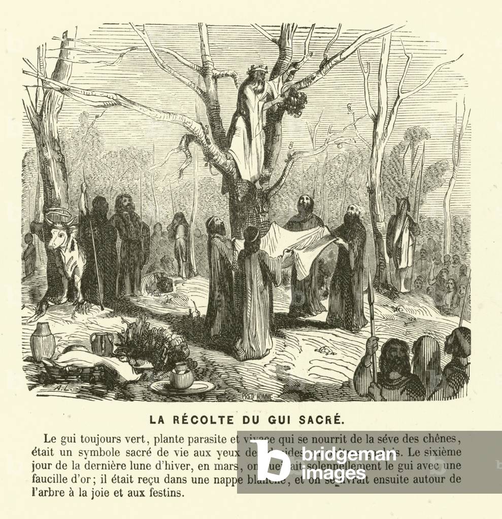 Harvesting mistletoe, sacred to the druids of Gaul, from an oak tree (engraving)