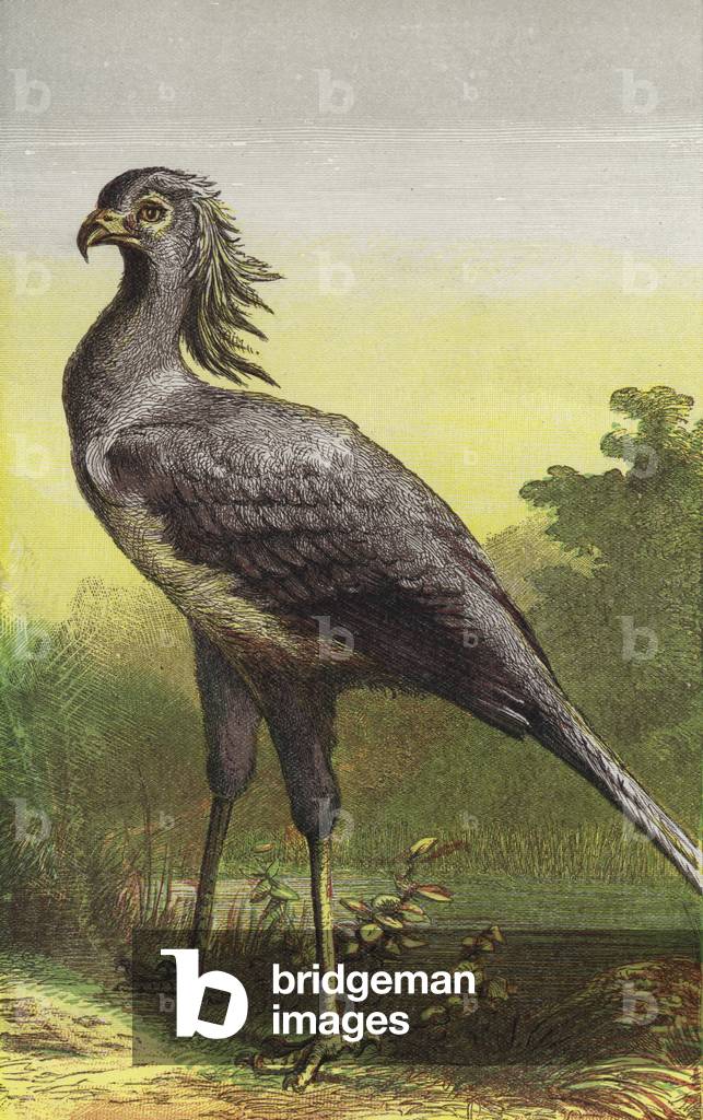 The Secretary Bird (colour litho)