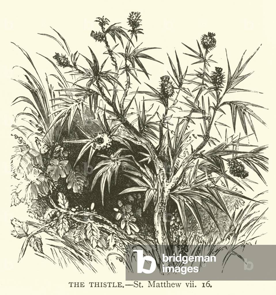 The Thistle, St Matthew, vii, 16 (engraving)