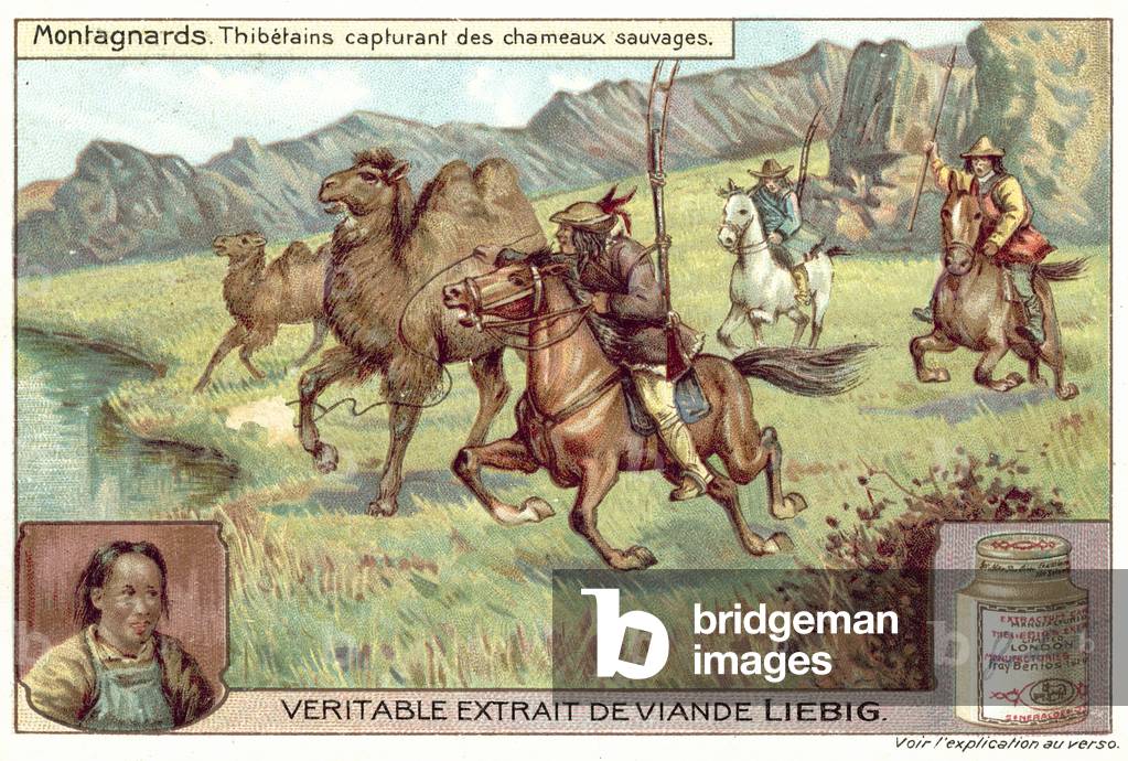 Tibetans capturing wild camels (chromolitho)