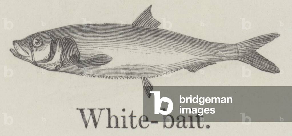 Whitebait (engraving)