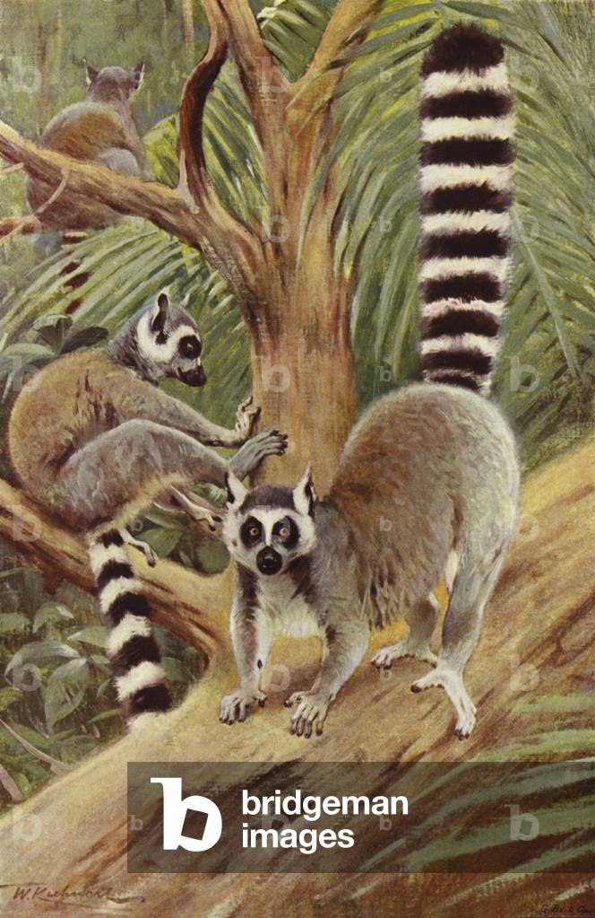Ring-Tailed Lemur (colour litho)