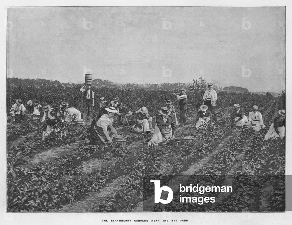 Whiteley's Farms: The strawberry gardens near the bee farm (b/w photo)
