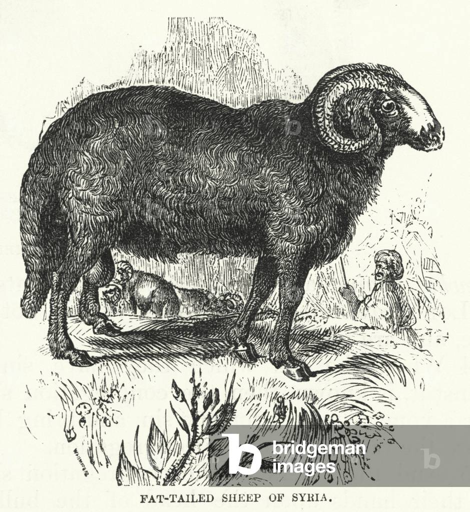 Fat-Tailed Sheep of Syria (engraving)