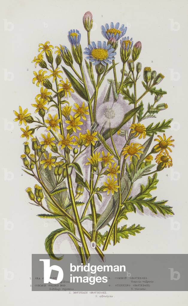 Flowering Plants of Great Britain: Sea Starwort, Common Golden Rod, Common Groundsel, Stinking Groundsel, Mountain Groundsel (colour litho)