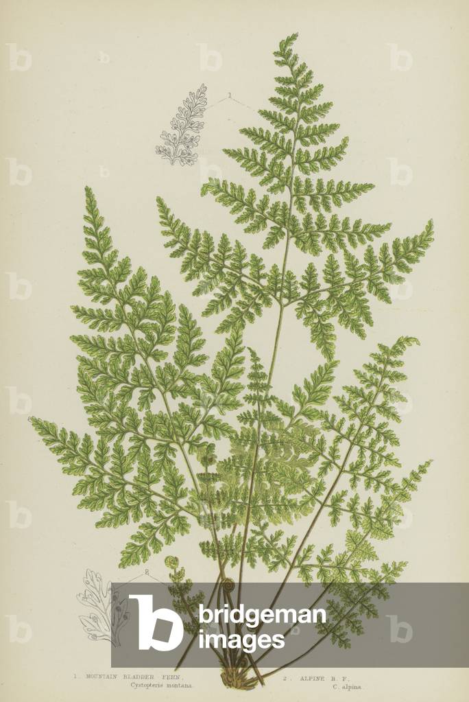 Mountain Bladder Fern, Alpine Bladder Fern (colour litho)