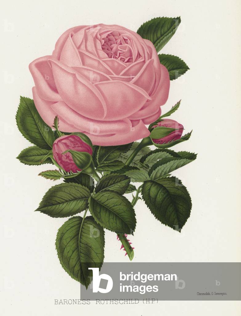 The Rose Garden: Baroness Rothschild, HP (chromolitho)
