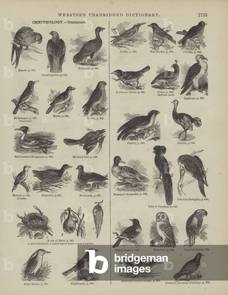 Page from Webster's Complete Dictionary (George Bell, 1877). (engraving)