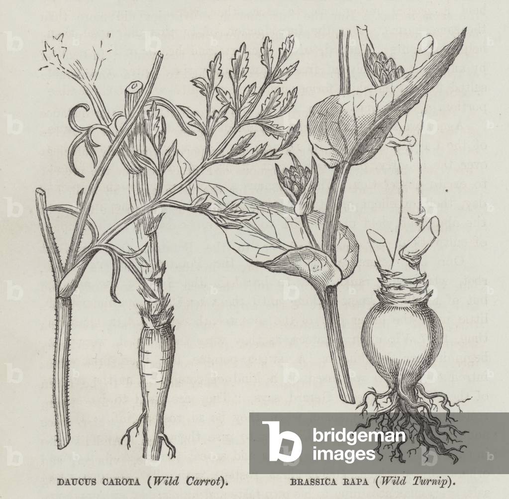 Daucus carota (Wild Carrot), Brassica rapa (Wild Turnip) (engraving)