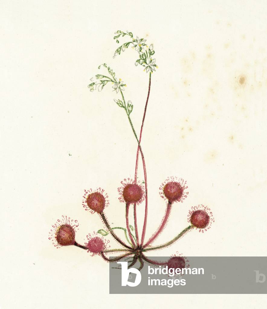 Round-Leaved Sundew, Drosera Rotundifolia (colour litho)