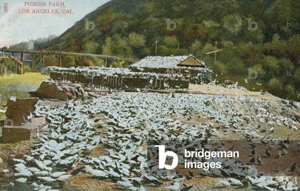 Pigeon Farm, Los Angeles (colour photo)