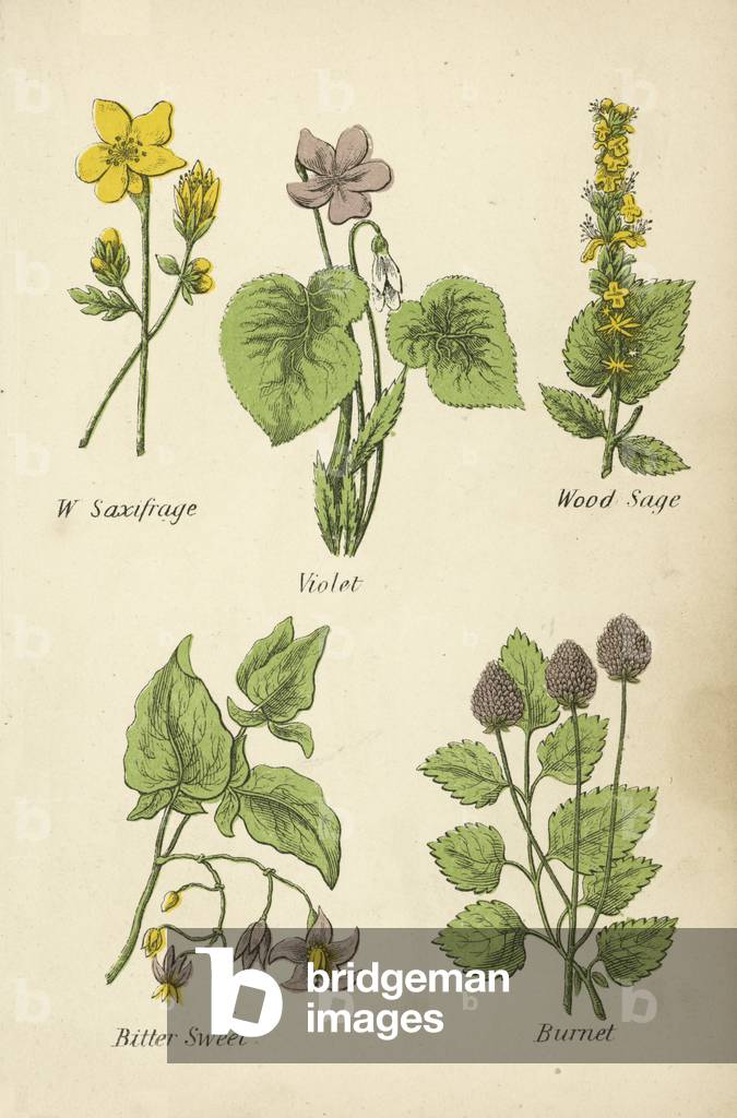 W Saxifrage, Violet, Wood Sage, Bitter Sweet, Burnet (colour litho)