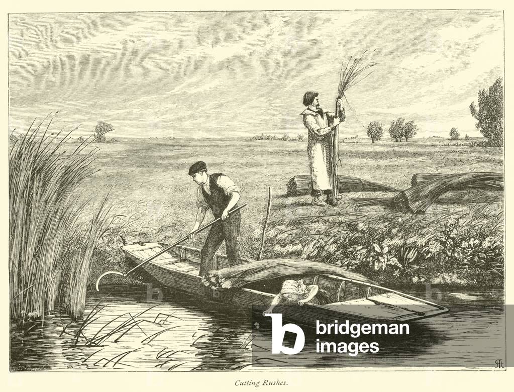 Cutting Rushes (engraving)