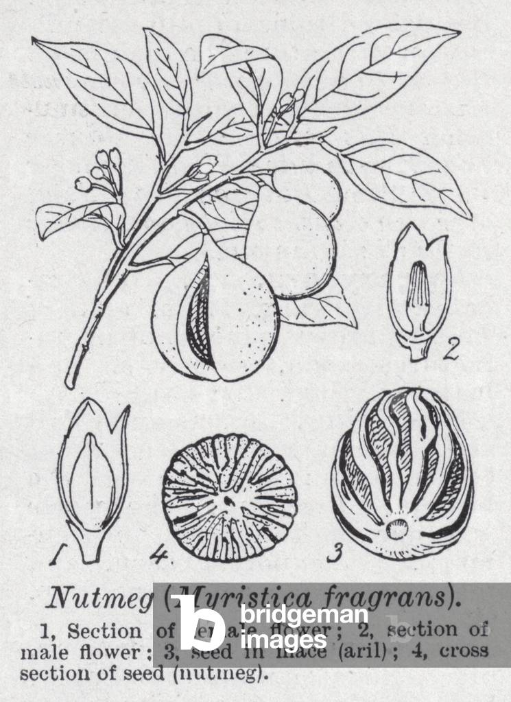 Nutmeg, Myristica fragrans (litho)