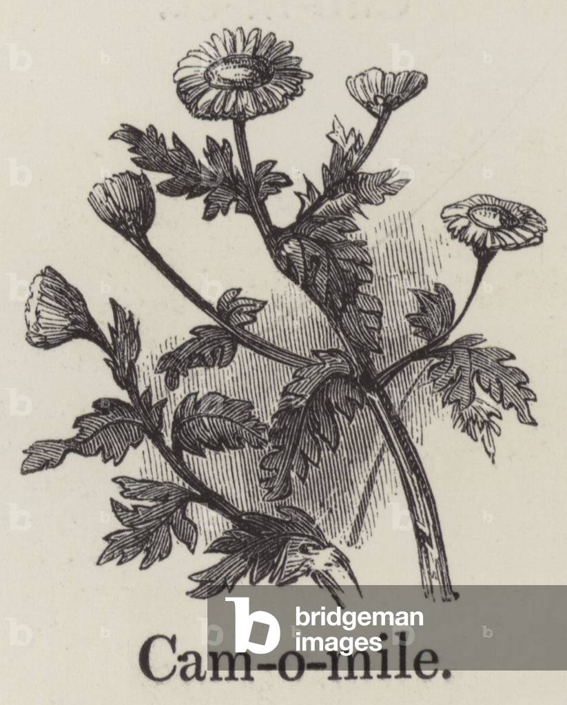 Camomile (engraving)