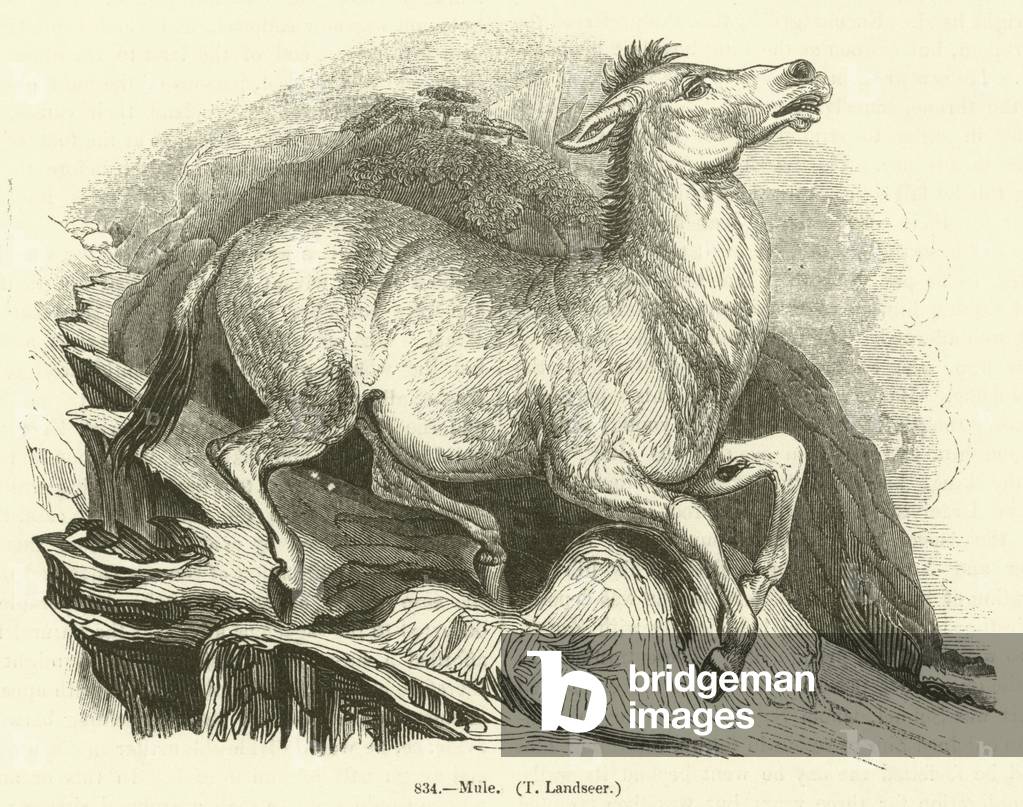 Mule, T Landseer (engraving)