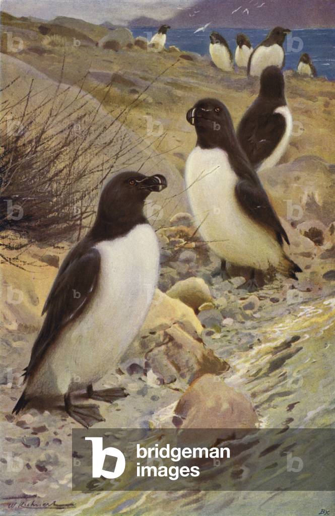Razorbill (colour litho)