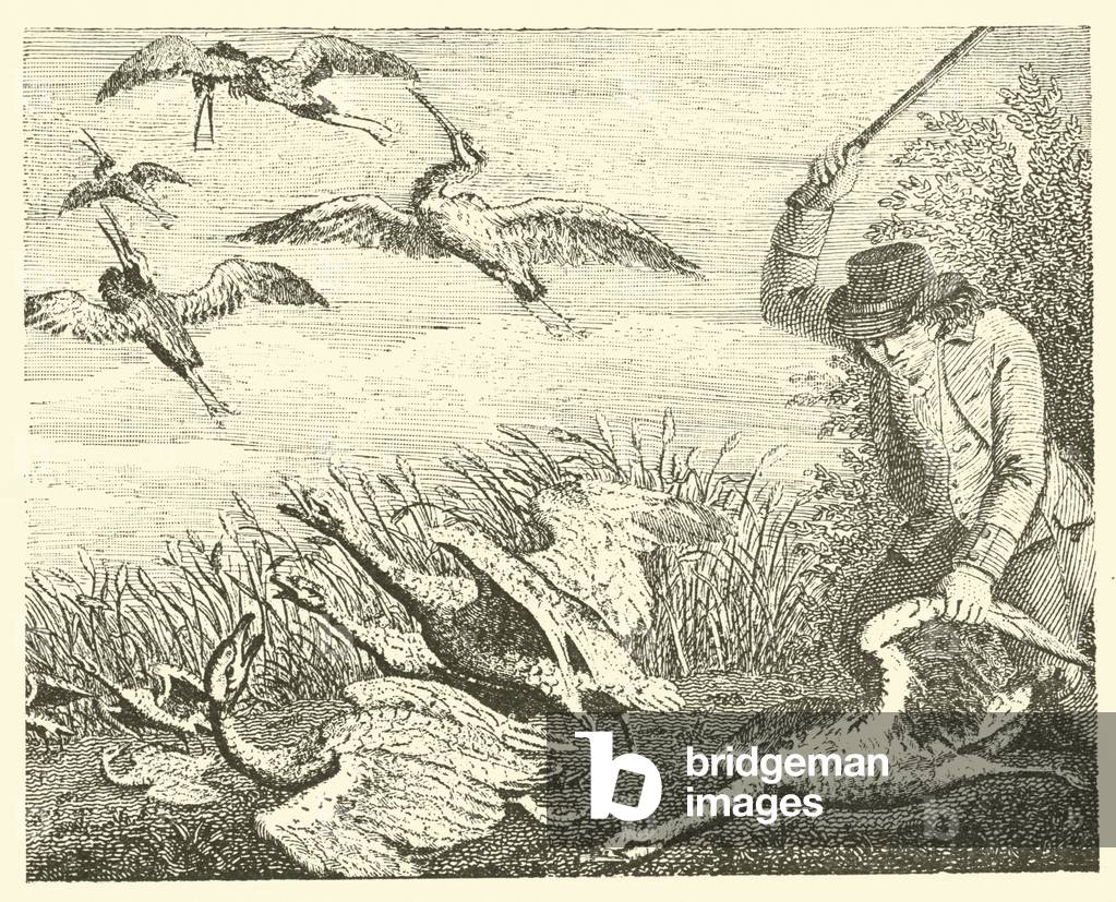 The geese and the cranes (engraving)