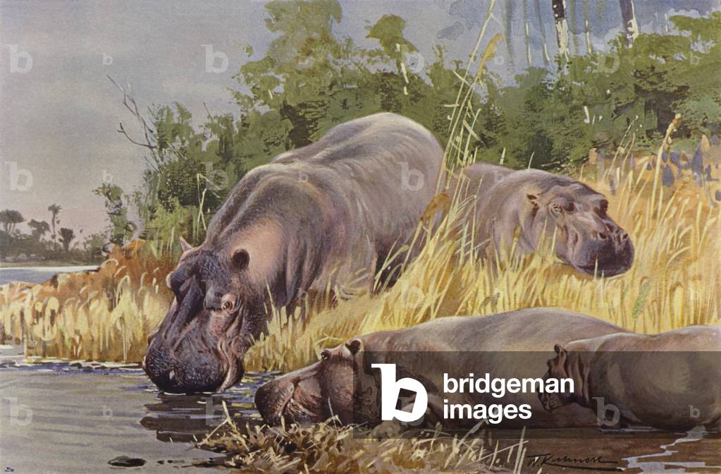 Hippopotamus (colour litho)