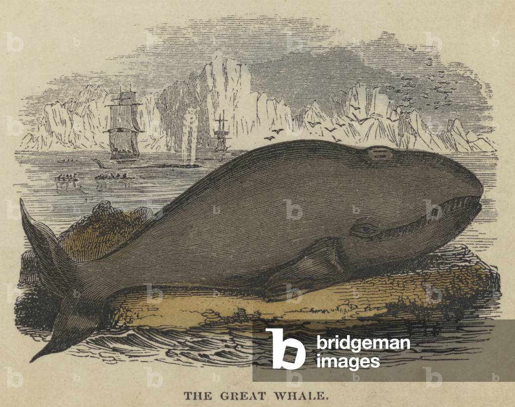 The Great Whale (coloured engraving)