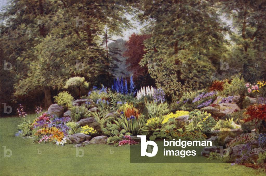 A Corner of the Rock Garden (colour litho)