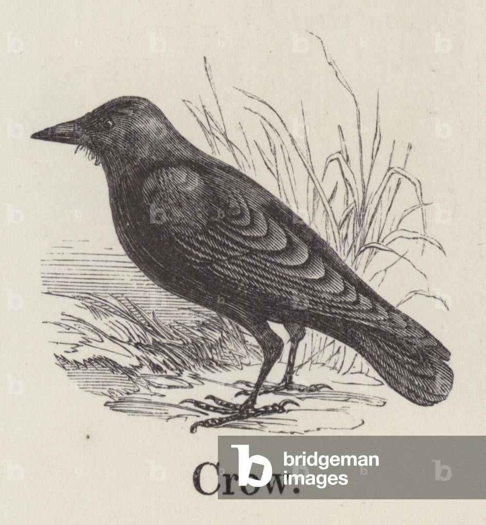 Crow (engraving)