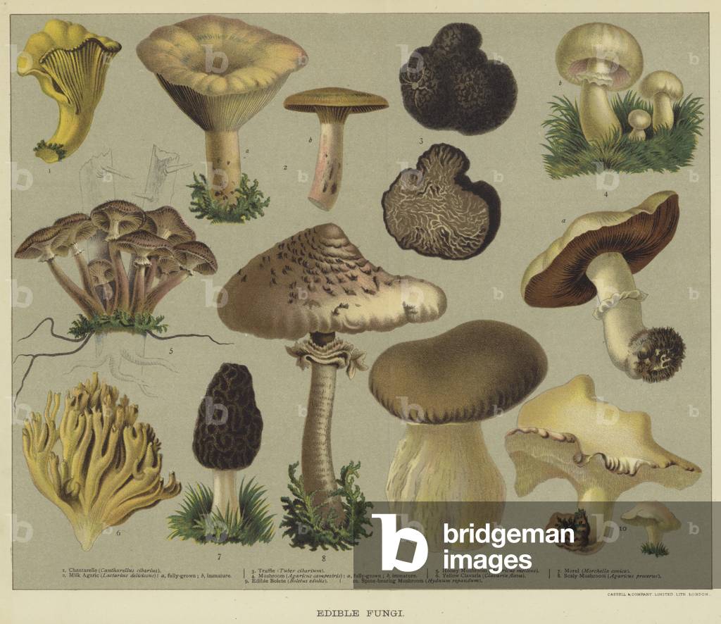 Edible fungi (colour litho)