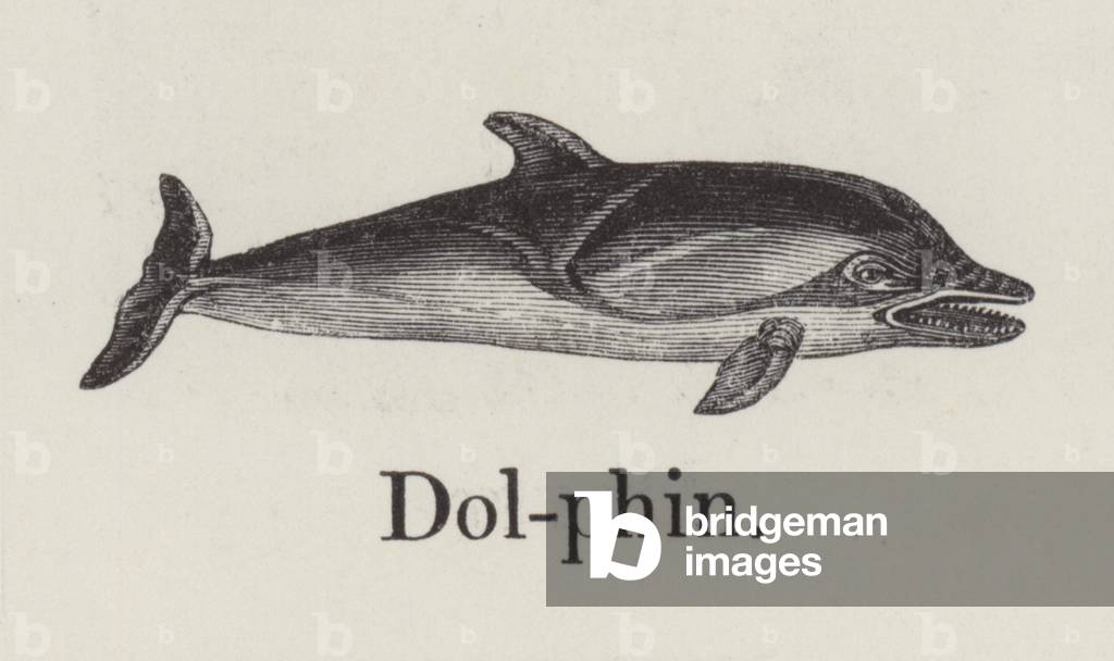 Dolphin (engraving)
