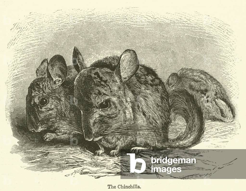 The Chinchilla (engraving)