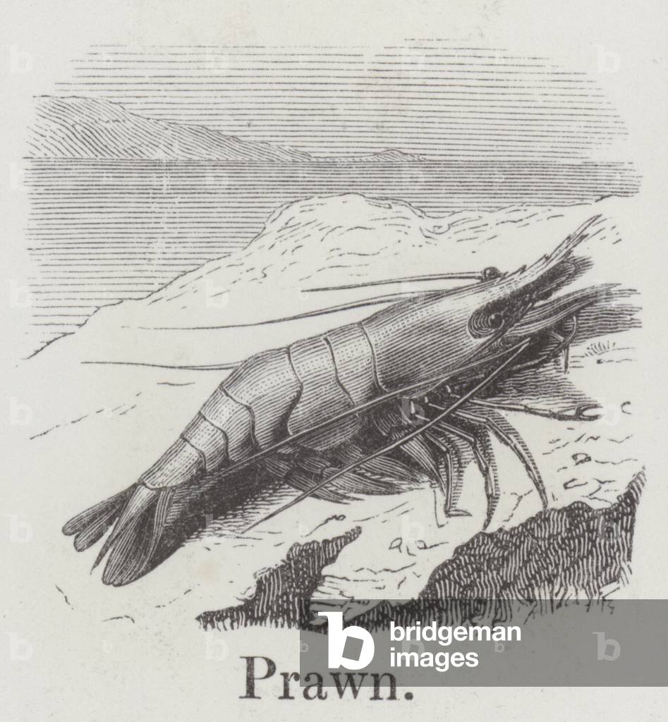 Prawn (engraving)