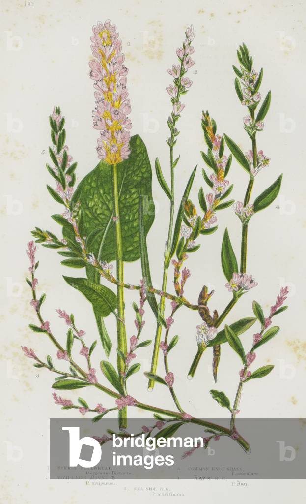 The Flowering Plants of Great Britain, c.1880 (litho)