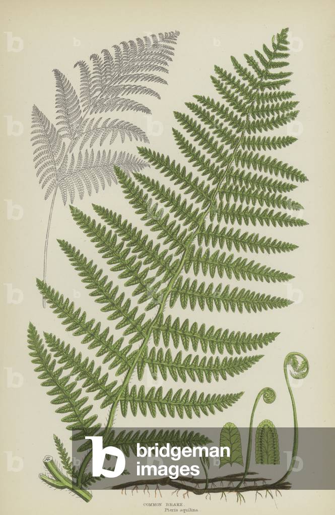 Common Brake (colour litho)