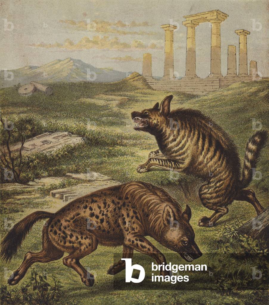 Hyena (colour litho)