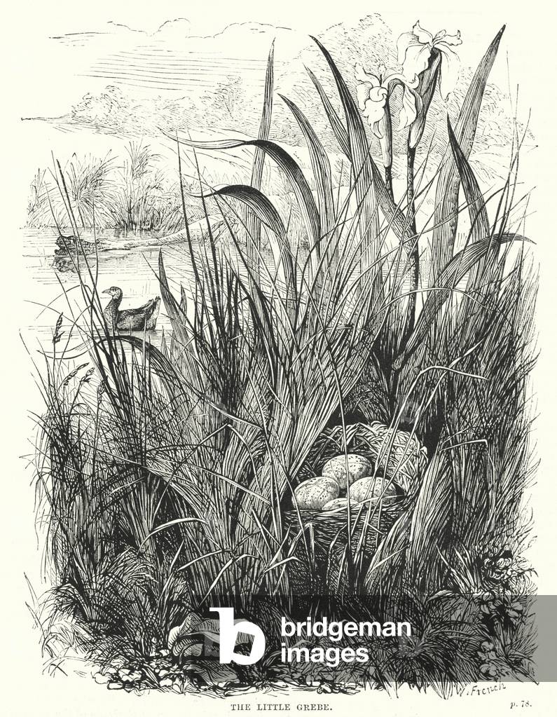 The little grebe (engraving)