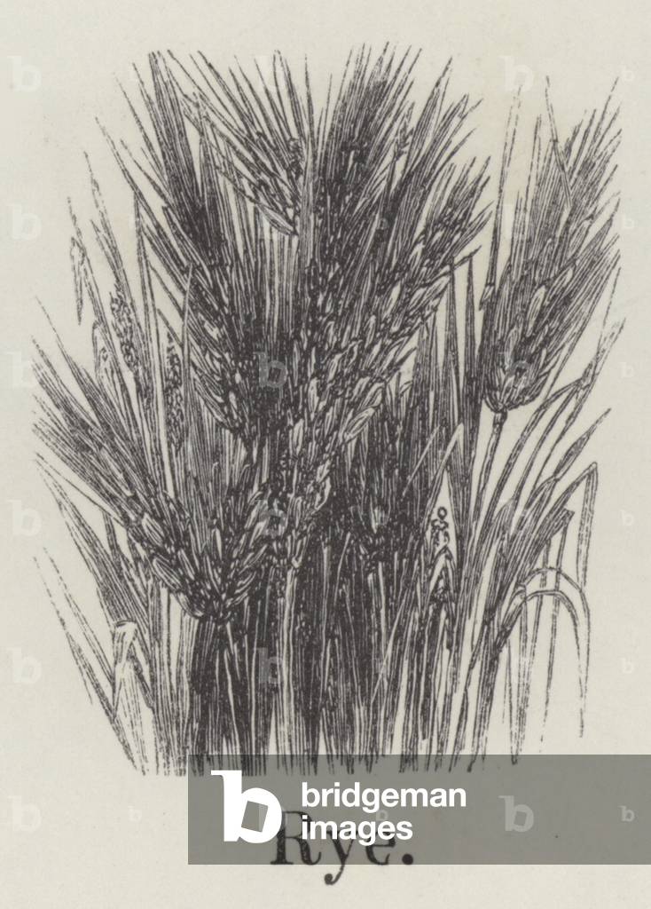 Rye (engraving)