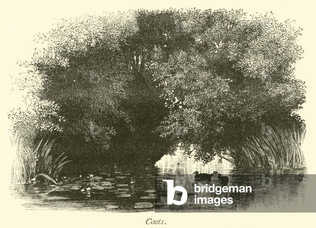 Coots (engraving)