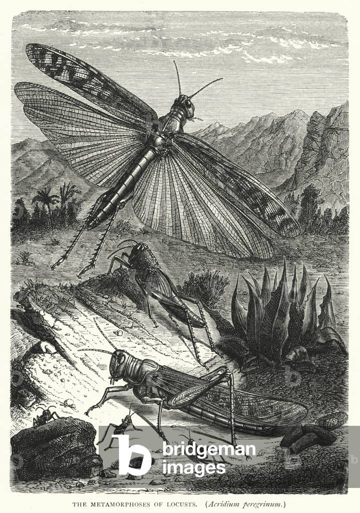 The Metamorphoses of Locusts, Acridium peregrinum (engraving)
