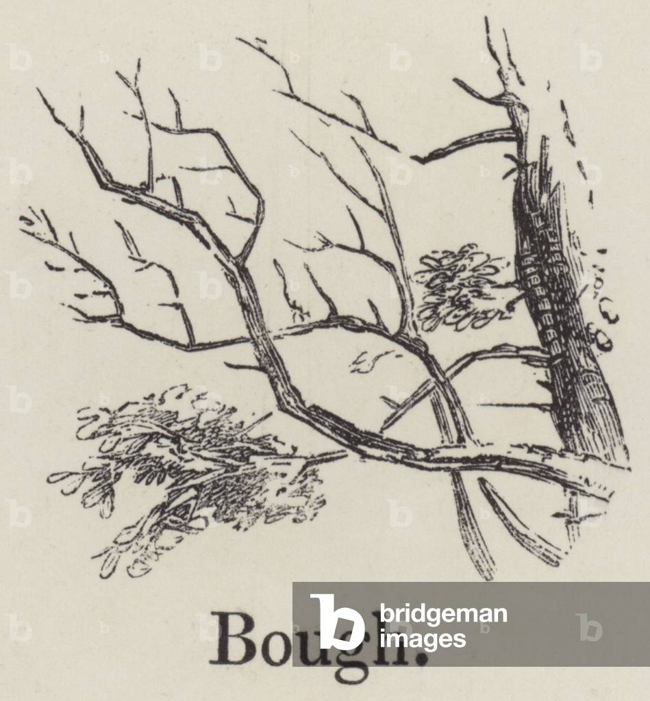 Bough (engraving)