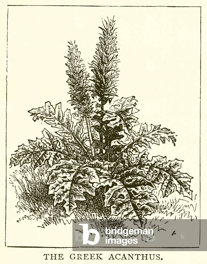 The Greek Acanthus (engraving)