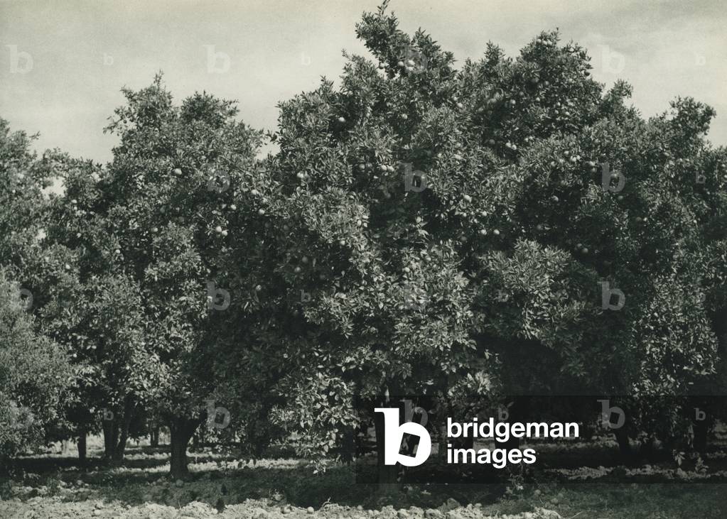 Turkey: Adana'nin portakal bahceleri, An Orange-Garden near Adana (b/w photo)
