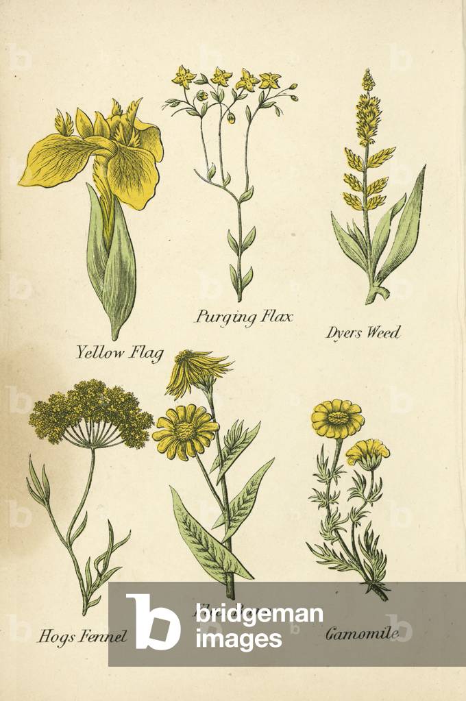 Yellow Flag, Purging Flax, Dyers Weed, Hogs Fennel, Flea Bane, Camomile (colour litho)