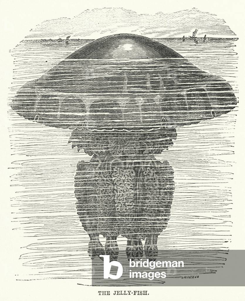 The Jelly-Fish (engraving)