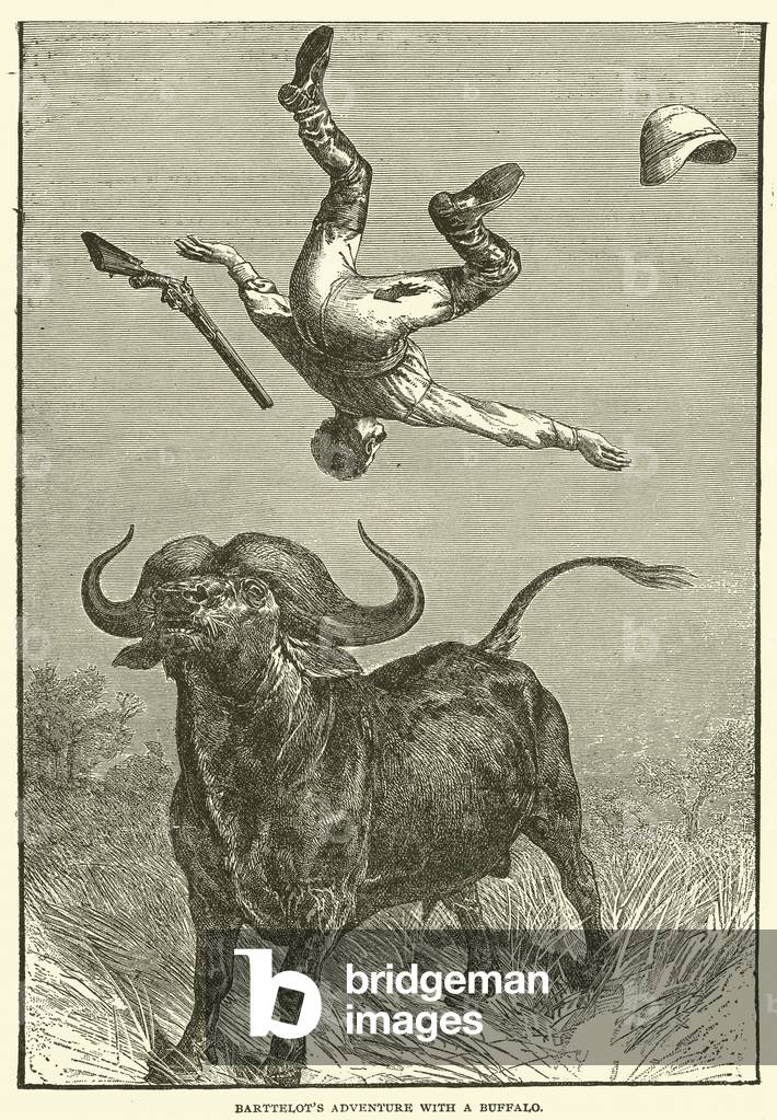 Barttelot's adventure with a Buffalo (engraving)