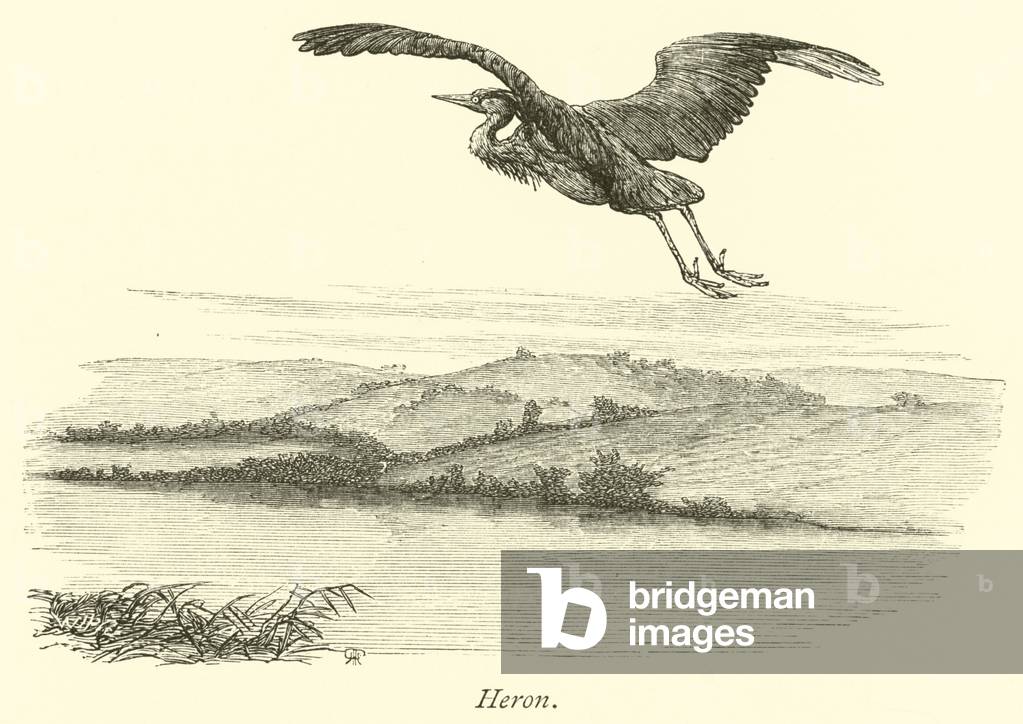 Heron (engraving)