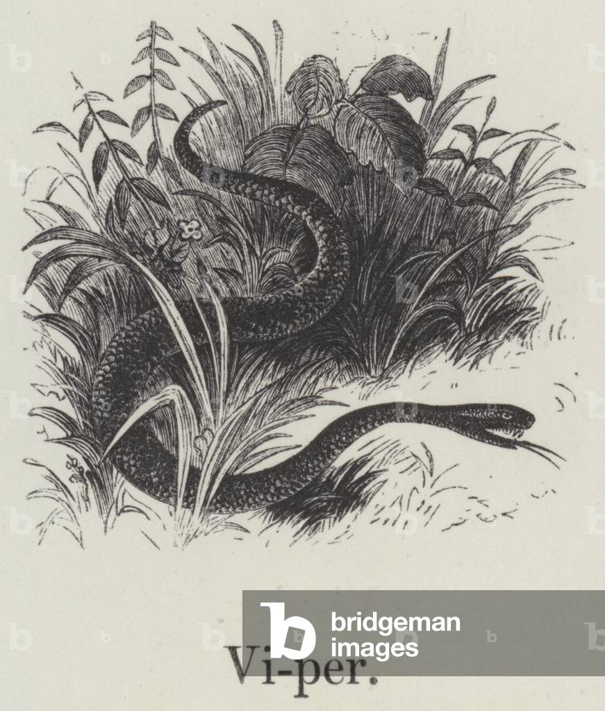 Viper (engraving)