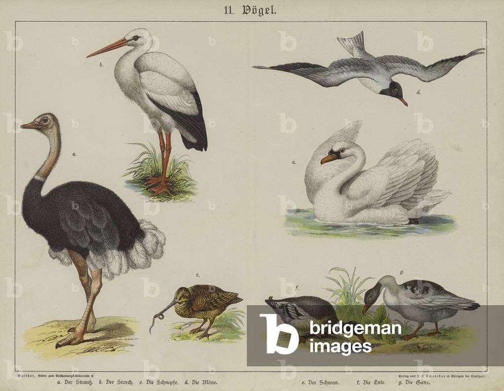 Animals (colour litho)