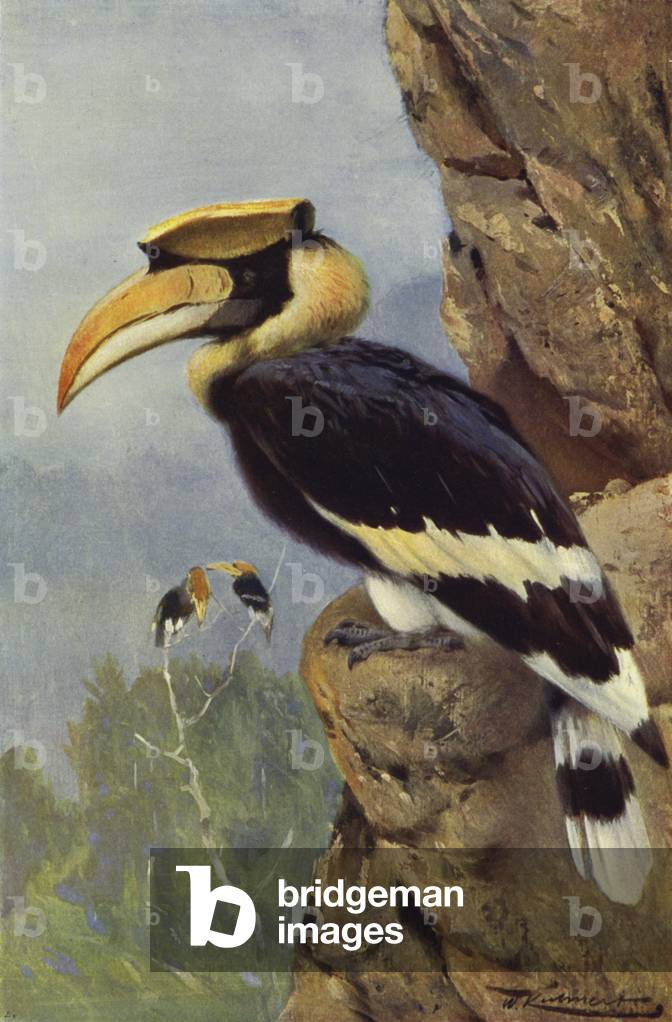 Pied Hornbill (colour litho)