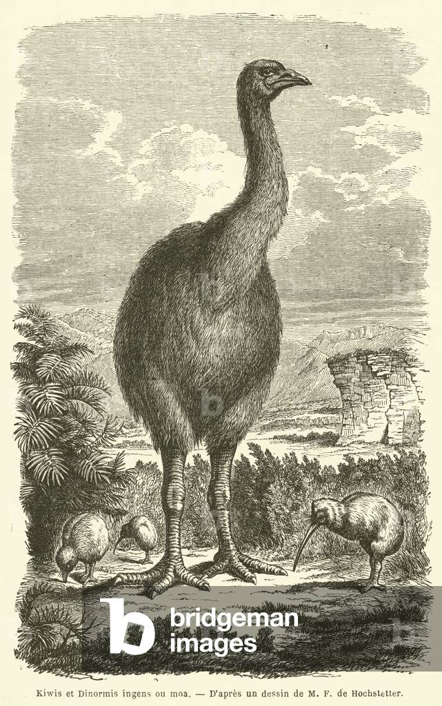 Kiwis et Dinormis ingens ou moa (engraving)