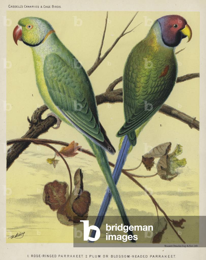 Rose-Ringed Parrakeet, Plum or Blossom-Headed Parrakeet (colour litho)